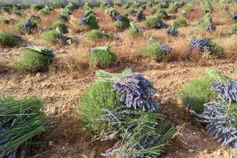 الجفاف يخرج النباتات الطبية والعطرية من السوق المغربية وأسعارها ترتفع