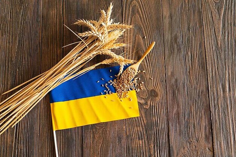 أوكرانيا تفقد حصتها في أسواق القمح الآسيوية والأفريقية لصالح روسيا