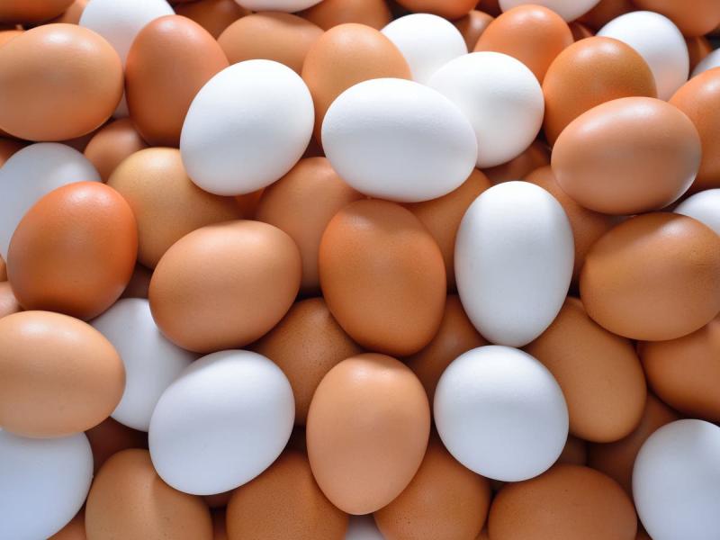 انخفاض سعر كرتونة البيض بالمزارع والشركات اليوم السبت*