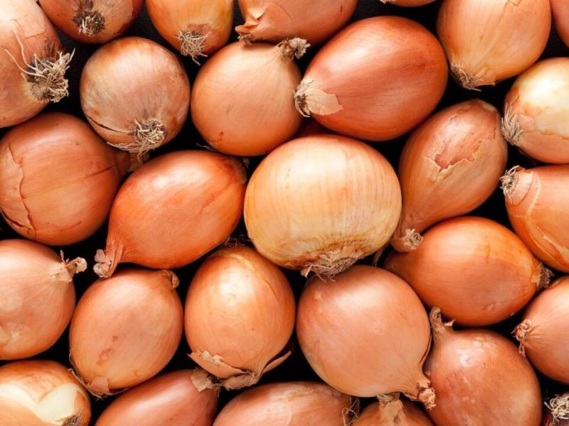أسعار البصل في أوزبكستان تهبط 40% خلال شهر