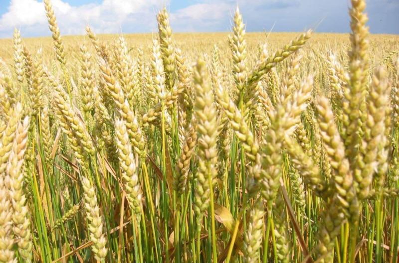 تعافي زراعة القمح في المملكة المتحدة عام 2025.. وتراجع في حصة قمح الخبز