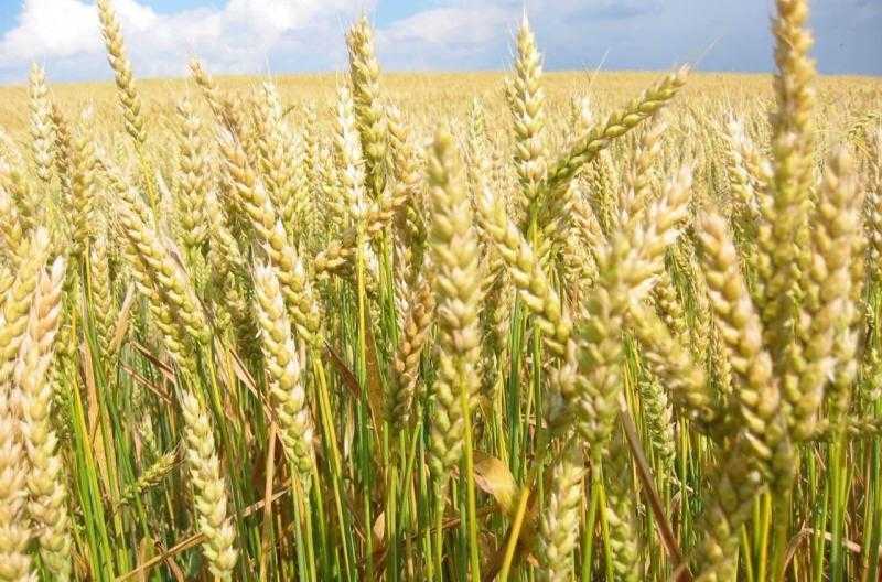 تعافي زراعة القمح في المملكة المتحدة عام 2025.. وتراجع في حصة قمح الخبز