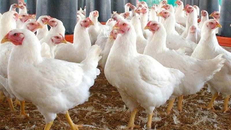 أسعار الدواجن في البورصة والمحلات اليوم الإثنين