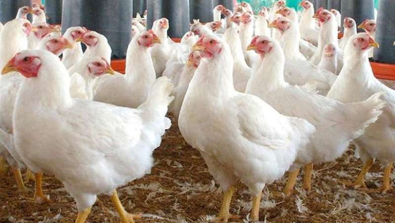 أسعار الدواجن في البورصة والمحلات اليوم الإثنين