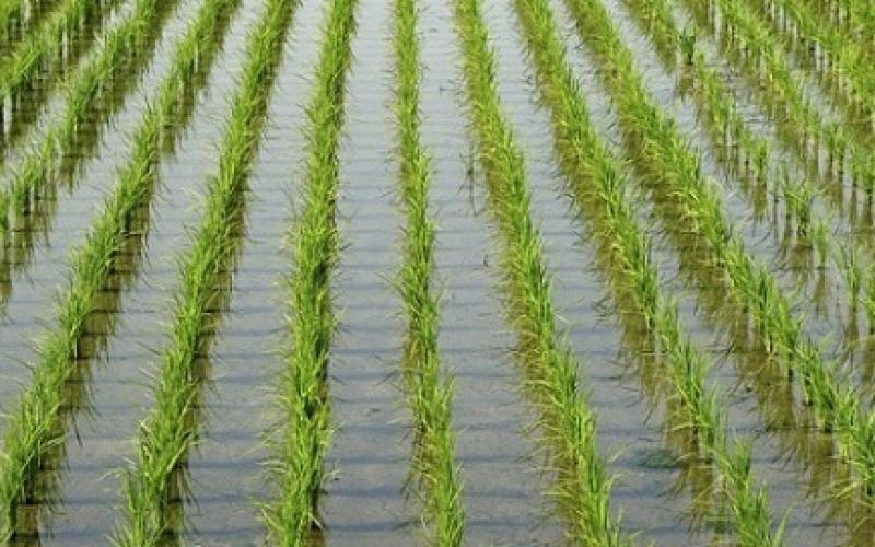بحوث المحاصيل الحقلية يوضح عوامل نجاح زراعة الأرز