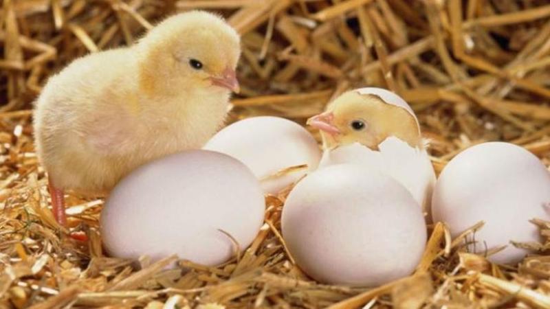 انخفاض 1 جنيه لسعر الكتكوت الأبيض فى الشركات اليوم 21 - 6 - 2025