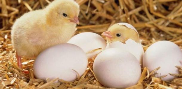 انخفاض 1 جنيه لسعر الكتكوت الأبيض فى الشركات اليوم 21 - 6 - 2025