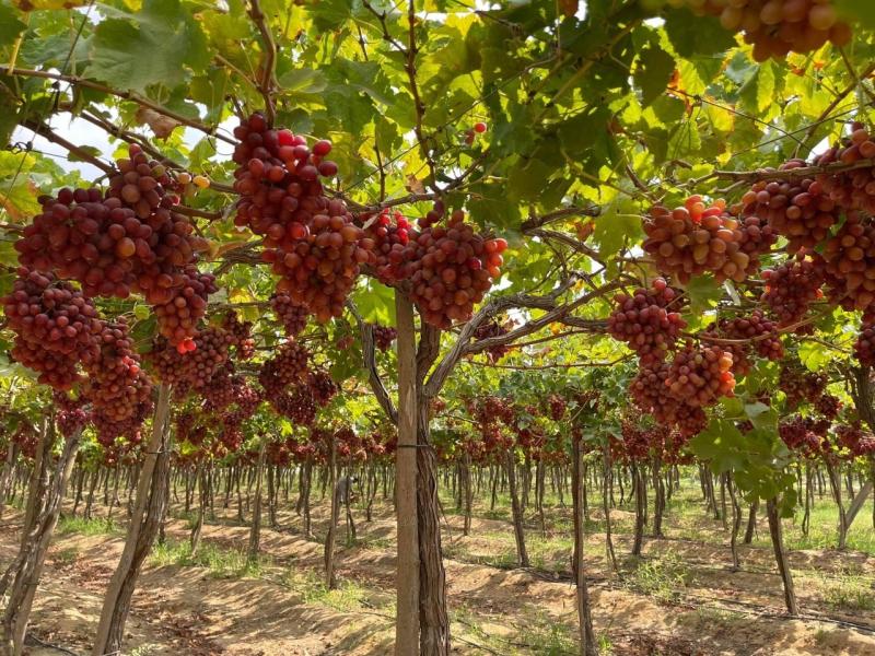 جنوب إفريقيا ترفع صادرات العنب إلى أمريكا الشمالية بنسبة 25%