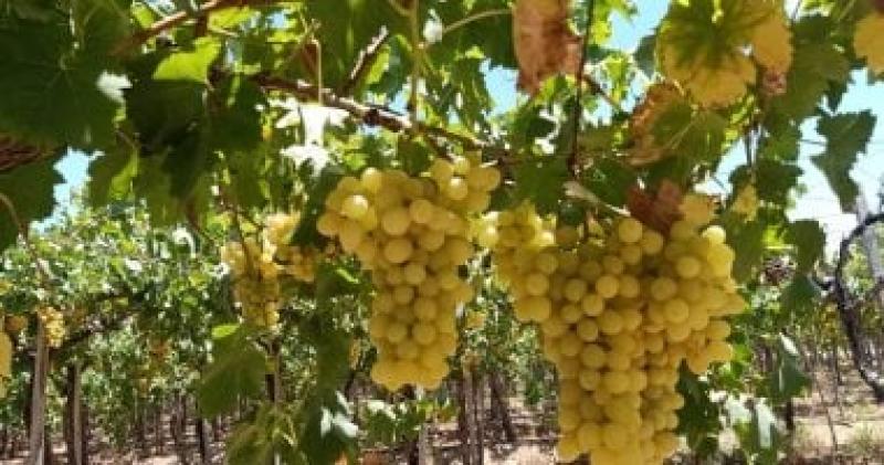 العنب المصري يصارع صادرات بيرو وشيلي وجنوب أفريقيا