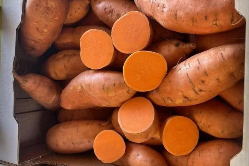 موسم واعد للبطاطا الحلوة المصرية.. إنتاج وفير وأسواق متعطشة