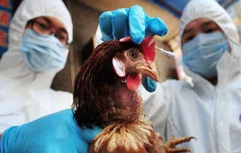 البرازيل تعلن خلوها رسميًا من إنفلونزا الطيور وتعزز موقعها في التجارة العالمية