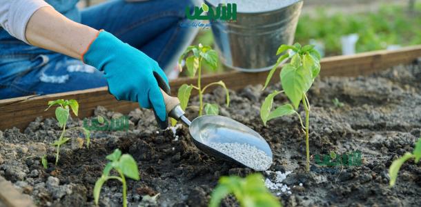 أخطاء تسميدية فادحة تدمر محصولك.. تعرف عليها