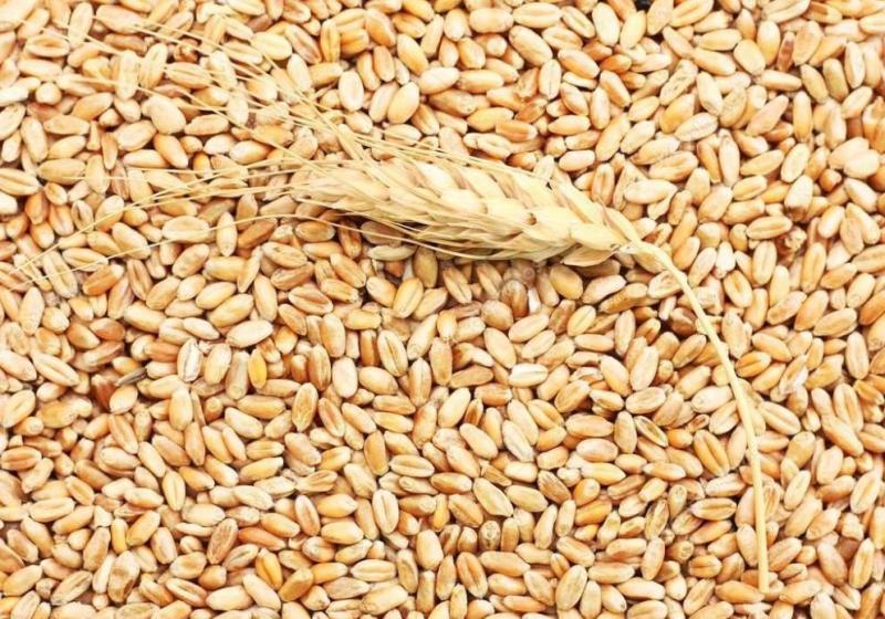 مصر تعزز أمنها الغذائي