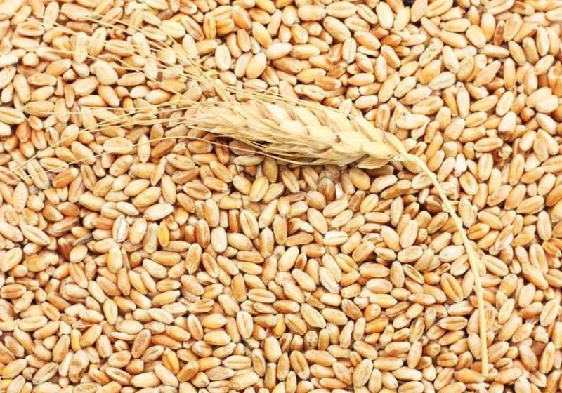 مصر تعزز أمنها الغذائي وسط التوترات الإقليمية
