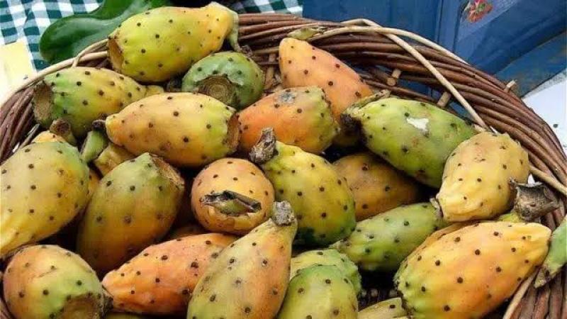 ذهب الصحراء الأخضر.. التين الشوكي من فاكهة الفقراء إلى كنز في الزراعة المصرية