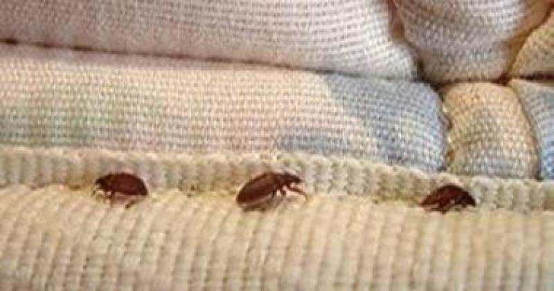 أسباب انتشار بق الفراش وكيفية مكافحته