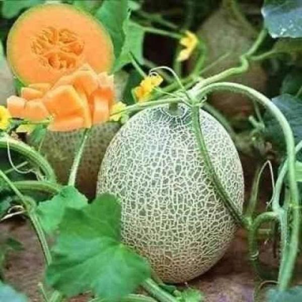 أسباب تعفن ثمار الكنتالوب وطرق مكافحتها