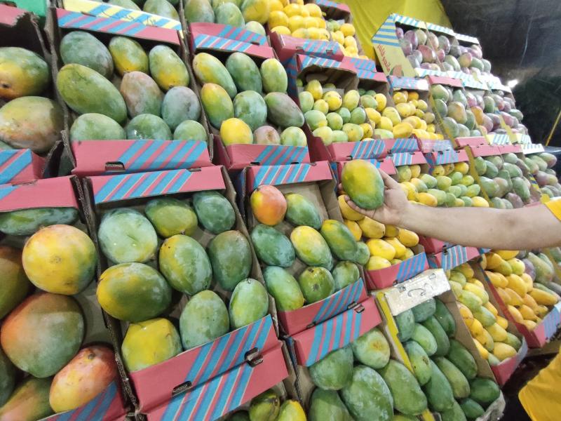 المانجو المصرية على خريطة التصدير العالمي