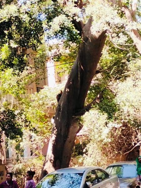 سكان الدقي يستغيثون بالرئيس لإنقاذ الأشجار النادرة الموجودة من مجزرة البتر