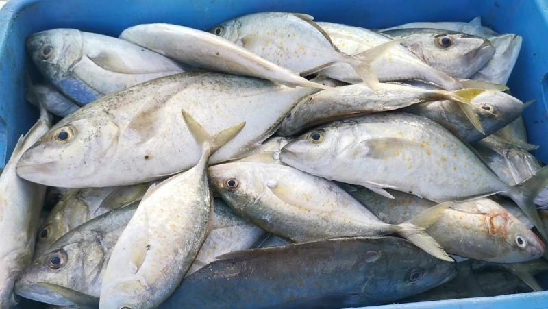 خطة مصرية طموحة لتحويل الأسماك لذهب اقتصادي