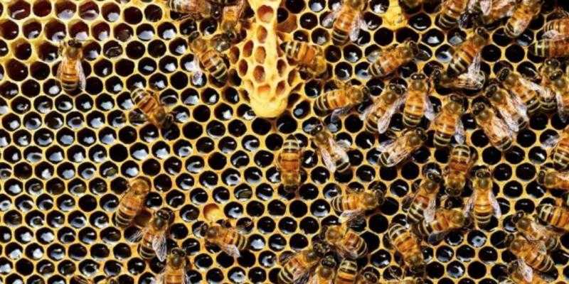 المعمل يحسم الجدل: كيف نكشف العسل المغشوش؟