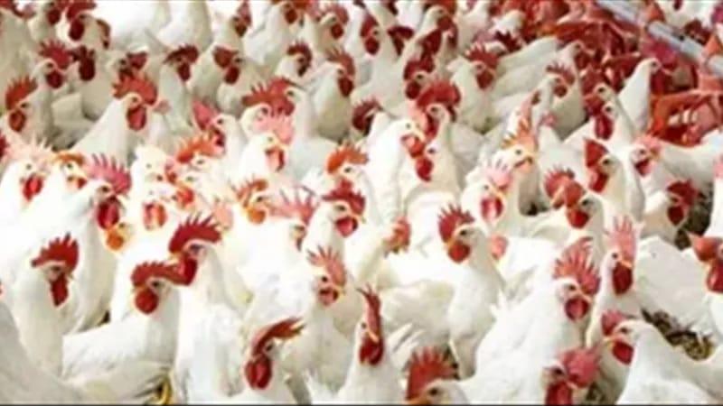 خطر الموت يلاحق الطيور والماشية.. وهذه نصائح النجاة