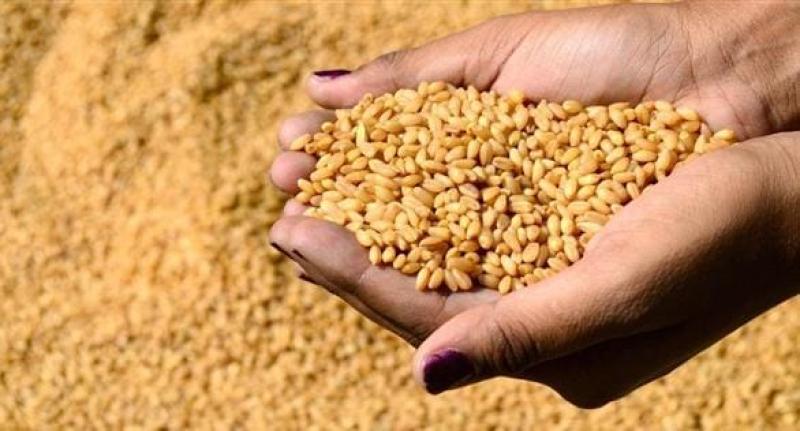 بذور الأمل.. كيف تغيّر التقاوي المحلية مستقبل الزراعة في مصر؟