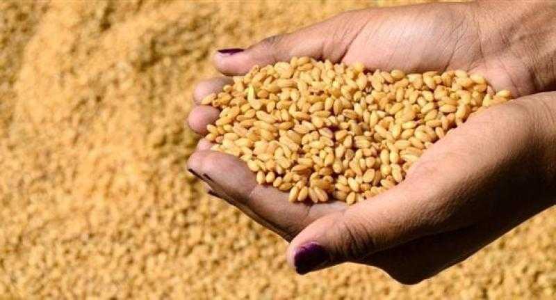 بذور الأمل.. كيف تغيّر التقاوي المحلية مستقبل الزراعة في مصر؟