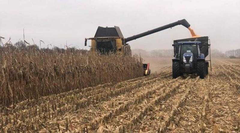 البرازيل تتجه نحو حصاد ذرة قياسي رغم عراقيل الأمطار