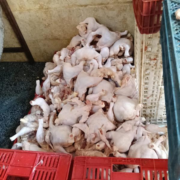 ضبط 122 طنًا من اللحوم الفاسدة وتحرير 1,553 محضرًا خلال يونيو