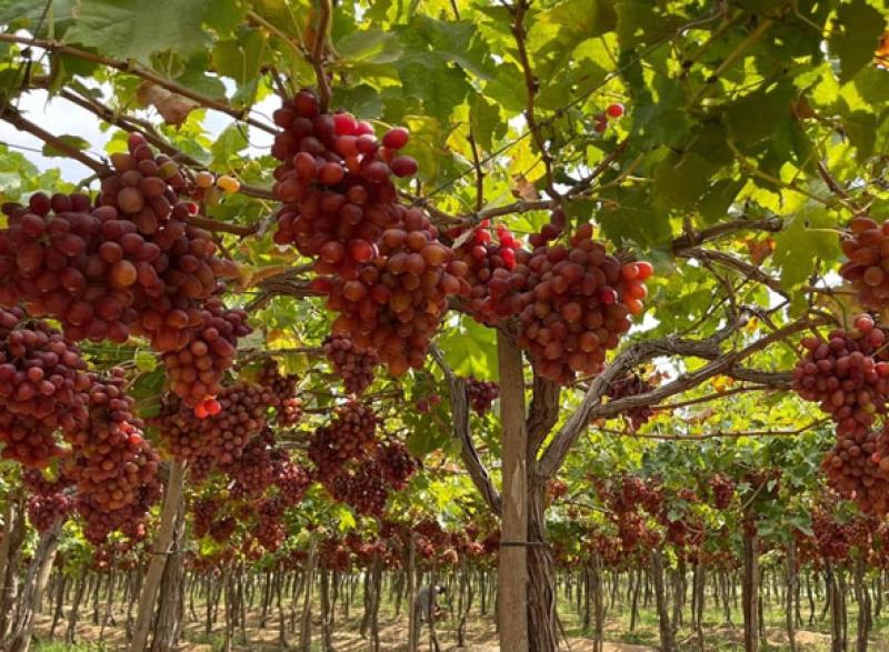 زيادة الإنتاج تنعش الأسواق وتخفض أسعار العنب