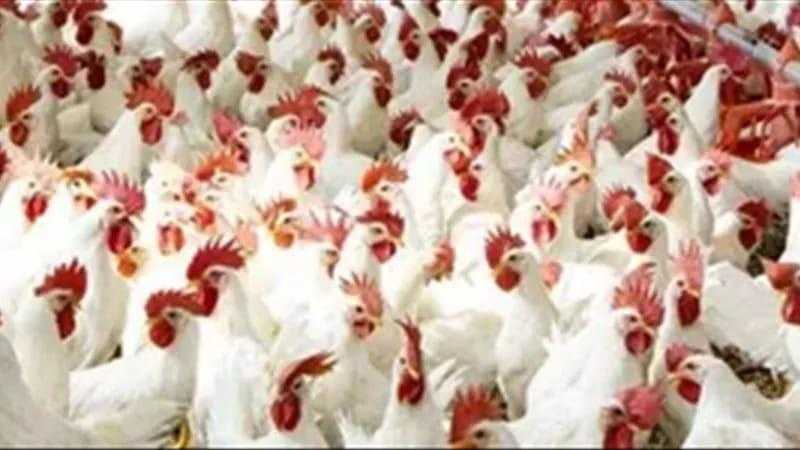 ثبات ملحوظ لأسعار الدواجن في البورصة والمحلات اليوم الأربعاء 2 - 7 - 2025