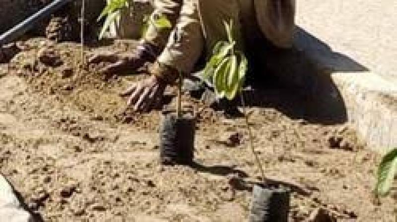 بحوث البساتين: تشجير الشوارع بالأشجار الخشبية تعمل علي إتزان غازات الغلاف الجوي