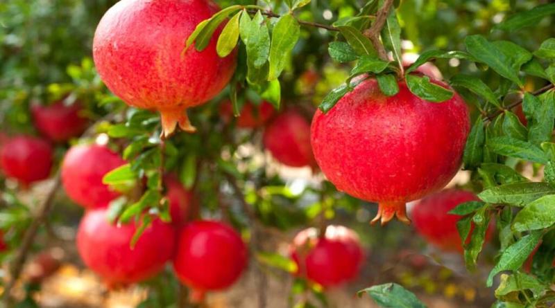 الرمان.. صيدلية طبيعية تبدأ من قشرة الثمرة!