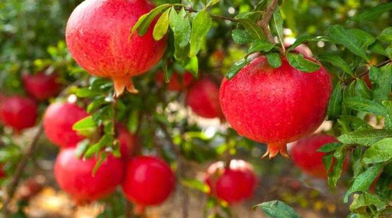 الرمان.. صيدلية طبيعية تبدأ من قشرة الثمرة!