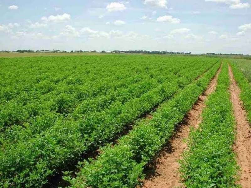 بشرى سارة.. خمسة أفدنة لكل مهندس زراعي بالأقصر
