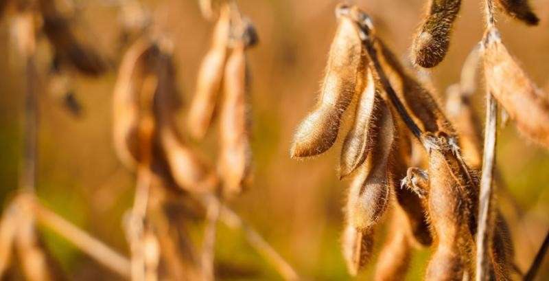 طقس أمريكا يضغط على أسعار فول الصويا رغم انخفاض المساحات المزروعة