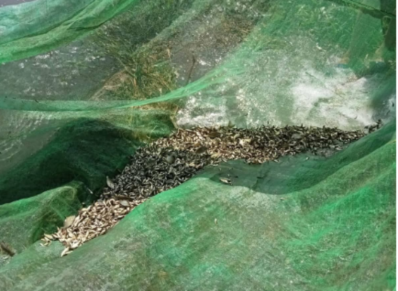 إلقاء مليون وحدة زريعة مبروك فضي في بحيرة البرلس دعماً للثروة السمكية