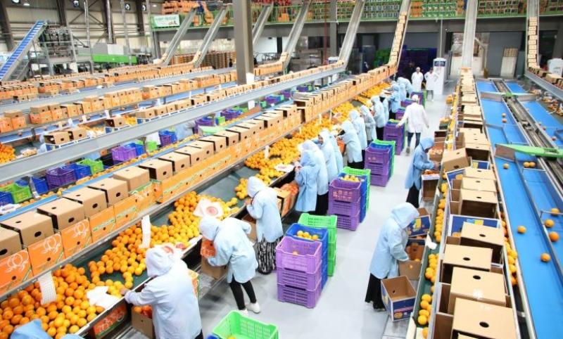 الموالح المصرية تهيمن على الأسواق العالمية بقوة