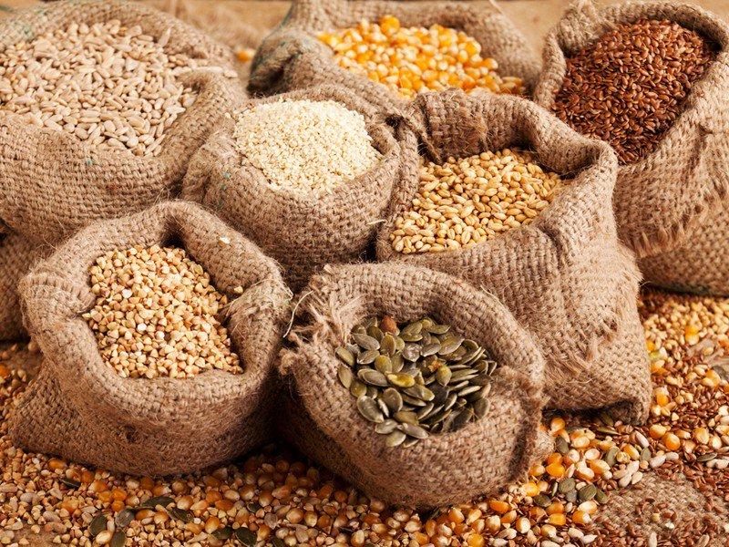 صناعة التقاوي السلاح الخفي في معركة الغذاء