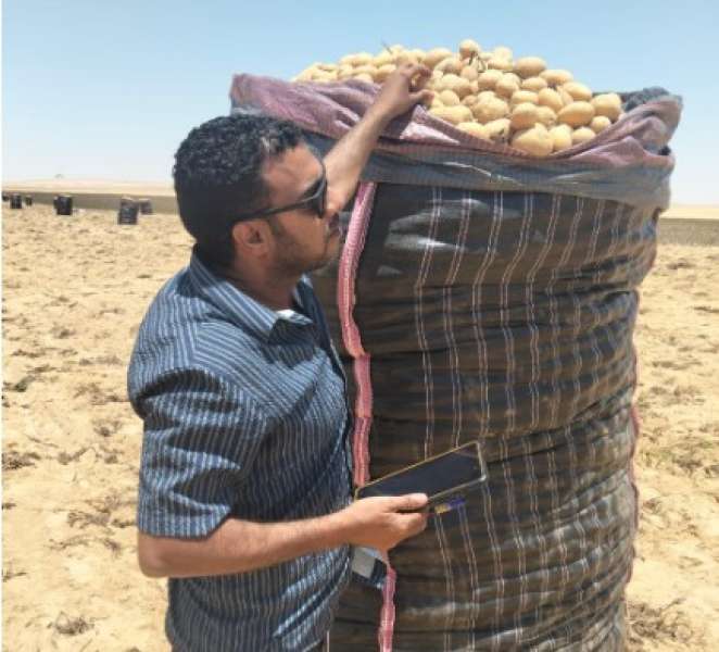 «الزراعة»: فحص 1.3 مليون طن بطاطس مائدة بغرض التصدير