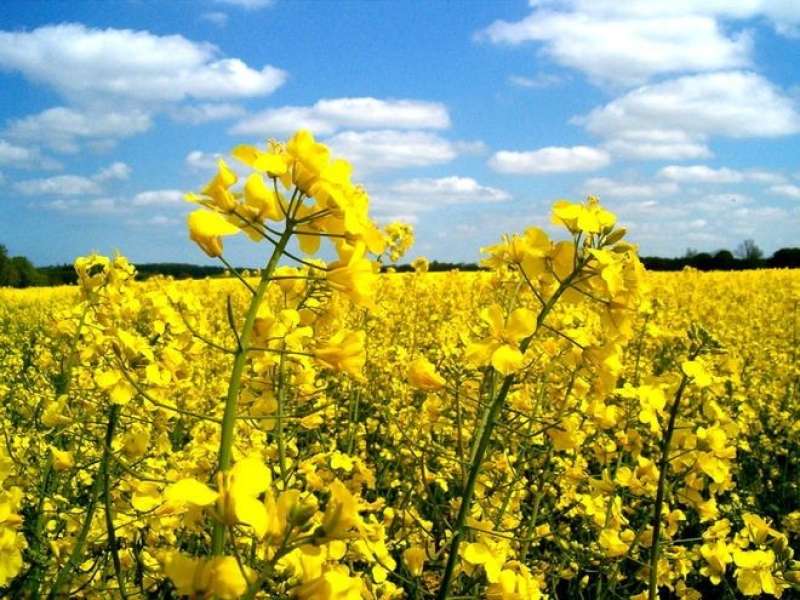 تراجع في زراعة الكانولا بكندا مع تزايد الضغوط المناخية والتجارية