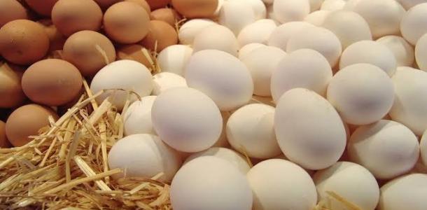 ثبات سعر كرتونة البيض بالمزارع والشركات اليوم الثلاثاء