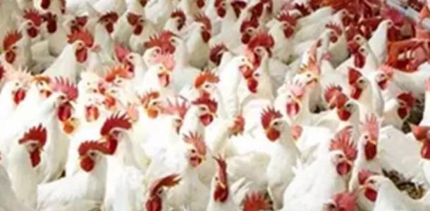 استقرار أسعار الدواجن في البورصة والمحلات اليوم الثلاثاء 8 - 7 - 2025