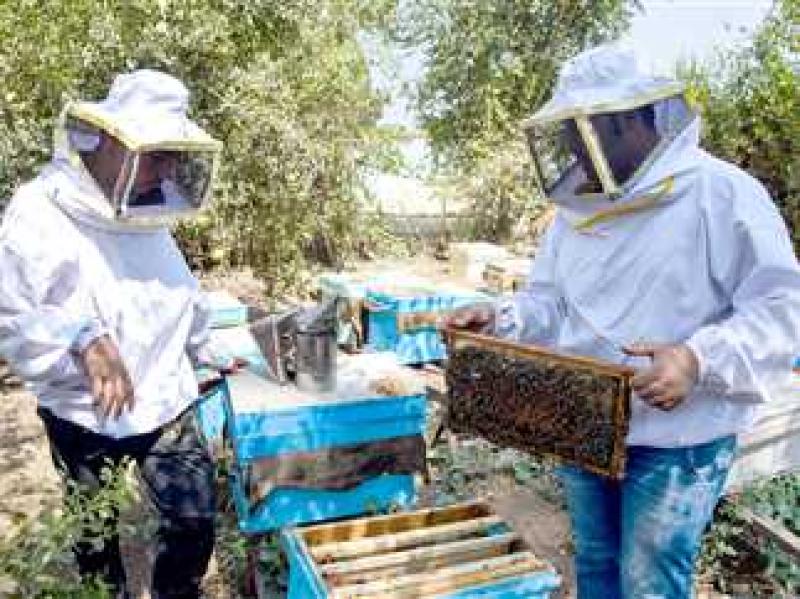 العسل في مهب الخطر.. والنجاة في الإجراءات السريعة