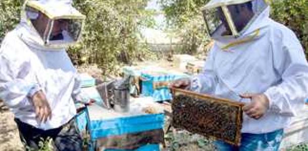 العسل في خطر.. والنجاة في الإجراءات السريعة