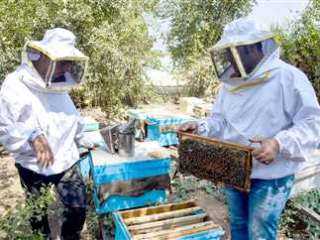 العسل في مهب الخطر.. والنجاة في الإجراءات السريعة