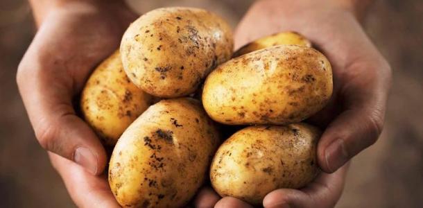 مصر تراهن على التخزين للحفاظ على زخم صادرات البطاطس