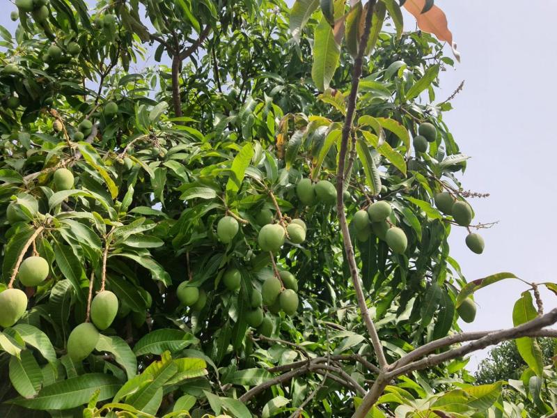 خطوات حاسمة لإنقاذ ثمار المانجو من الحرارة والآفات الصيفية
