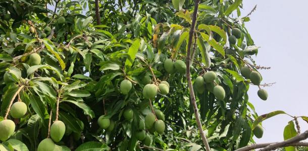 خطوات حاسمة لإنقاذ ثمار المانجو من الحرارة والآفات الصيفية